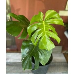 Meet your Posher, Penny